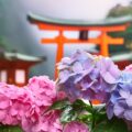 紫陽花と神社のイメージ